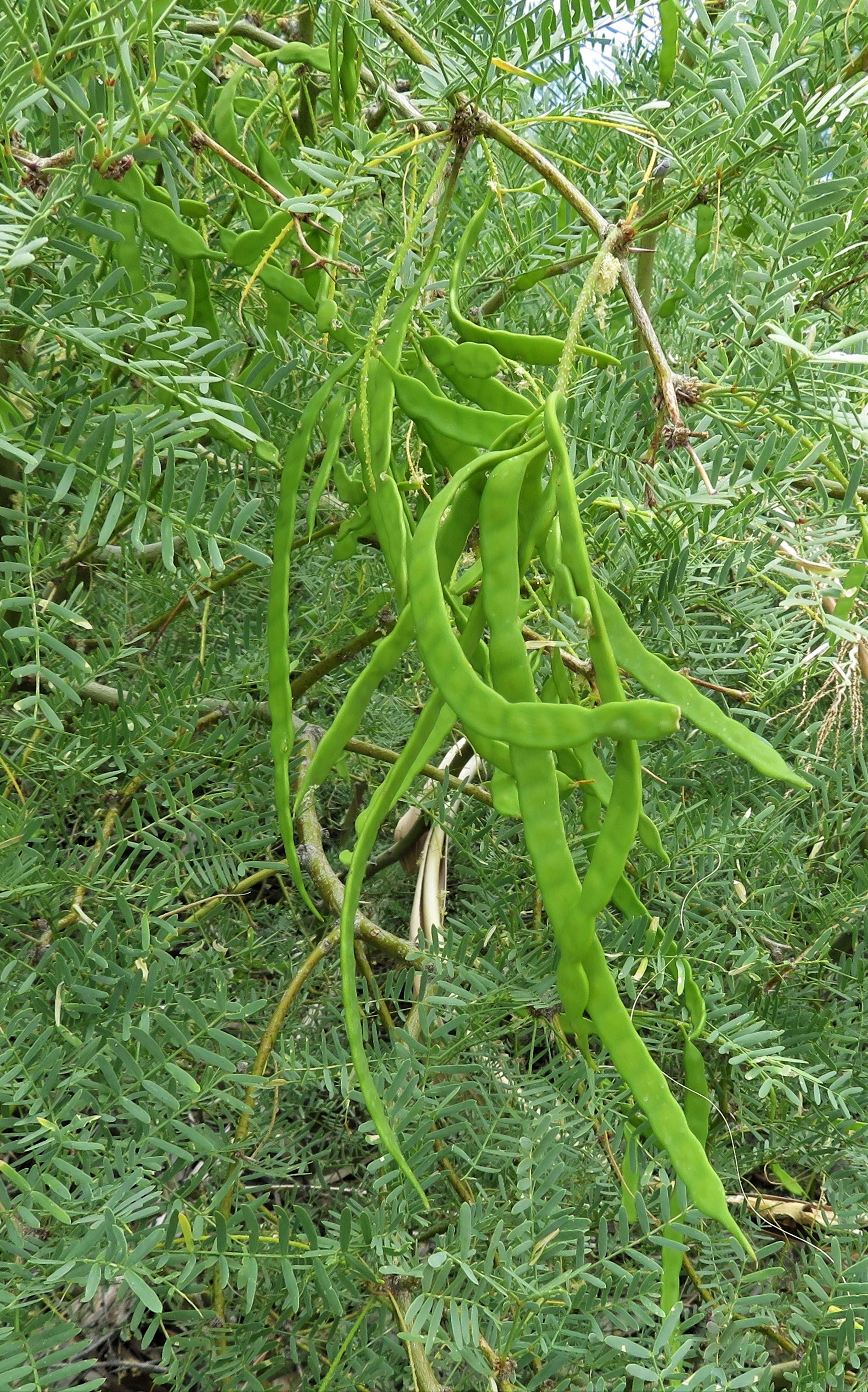 Young green Honey Mesquite beans